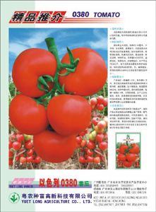 供应以色列0380—番茄种子