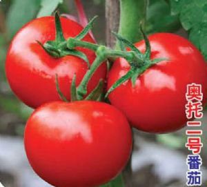 供应奥托二号-番茄种子