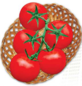 供应粤农087-番茄种子