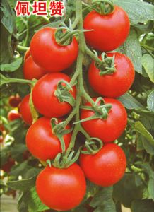 供应佩坦赞-番茄种子