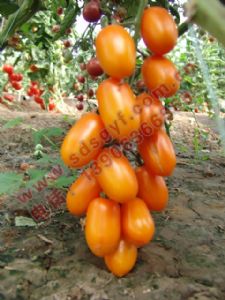 供应黄金102—樱桃番茄种子