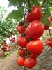 供应安贝2505—番茄种子