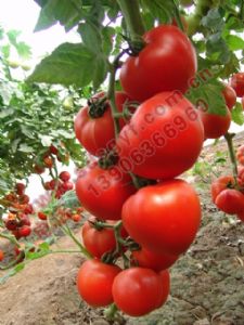 供应安贝2505—番茄种子