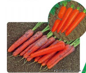 供应红都354F1—胡萝卜种子