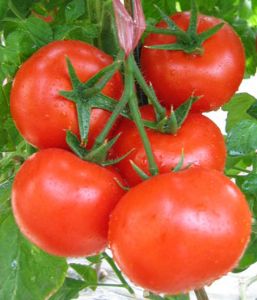 供应1036-番茄种子