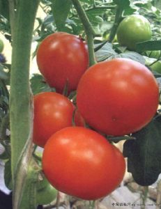 供应番茄种子-弗瑞德