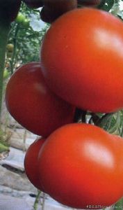供应番茄种子-福美莱