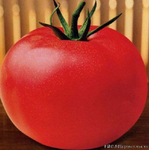 供应番茄种子-粉利园