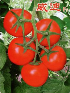 供应威迪F1—番茄种子
