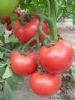 供应万亩蔬菜水果基地西红柿