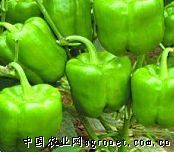 供应金囤206—甜椒种子
