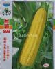 供应台湾898甜玉米—菜用玉米种子
