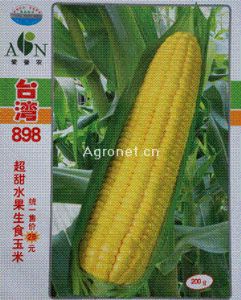 供应台湾898甜玉米—菜用玉米种子