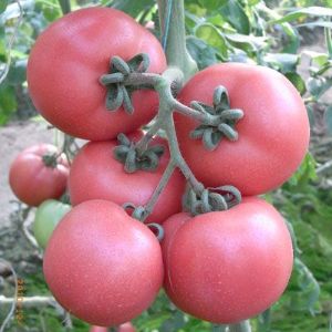 供应瑞星华丽—番茄种子