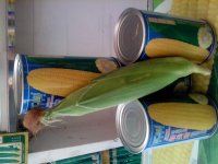 供应菜用玉米种子