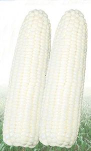 供应凤糯2146－玉米种子