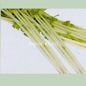 供应台湾白芹—芹菜种子