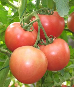 供应佳美208—番茄种子