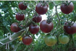 供应樱桃番茄---黑珍珠