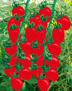 供应旺优靓丽小番茄—番茄种子