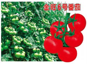 供应金旺6号—番茄种子