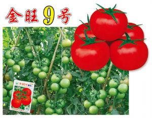 供应金旺9号—番茄种子
