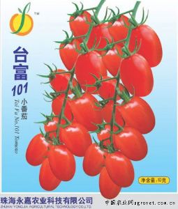 供应台富101——番茄品种
