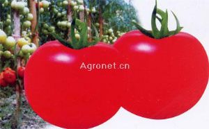 供应红艳——番茄种子