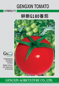 供应耕新G180番茄—番茄种子
