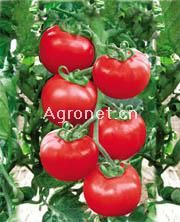 供应以色列番茄种子