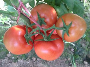 供应曼德拉番茄种子