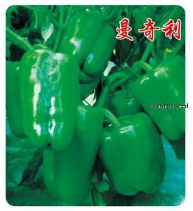 供应甜椒种子——曼奇利