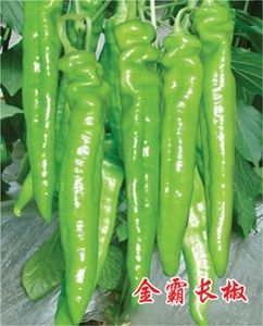 金霸长椒（羊角椒）——辣椒种子
