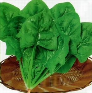 绿威107菠菜——菠菜种子