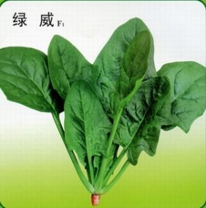 供应绿威F1——菠菜种子