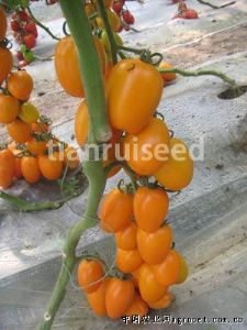 供应黄瑞——小番茄种子