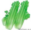 超级文图拉——芹菜种子