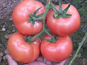 供应优质番茄