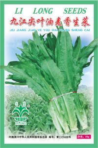 九江油麦生菜——生菜类种子