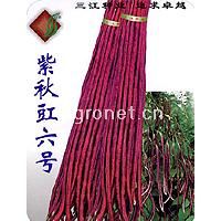 供应紫秋豇六号—豇豆种子