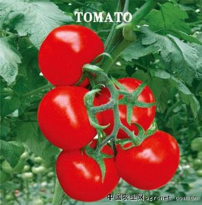供应朗欣—番茄种子