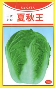 供应夏秋王—白菜种子