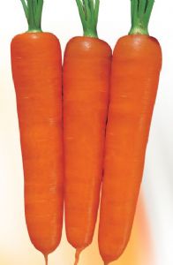 供应元富——胡萝卜种子