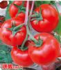 供应康妮（抗TY）－番茄种子