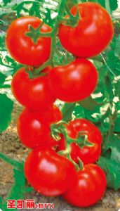 供应圣凯丽（抗TY）－番茄种子