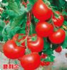 供应碧利尔－番茄种子