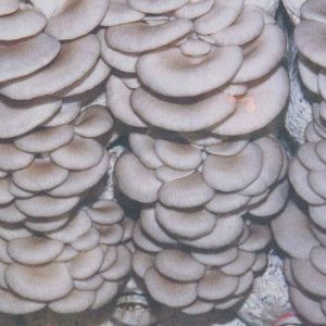 供应蘑菇