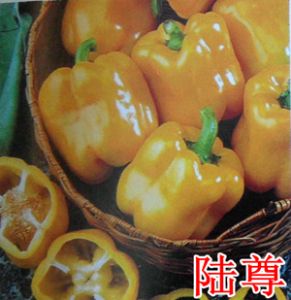 供应陆尊—甜椒种子