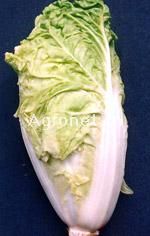 供应新芳5号—白菜种子
