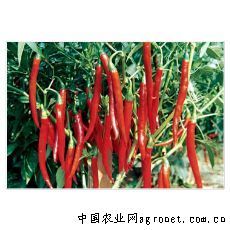 供应辣椒种子—神州红.玉